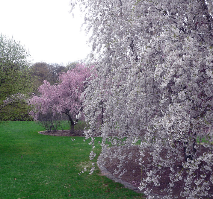 Cerry trees in bloom in spring.