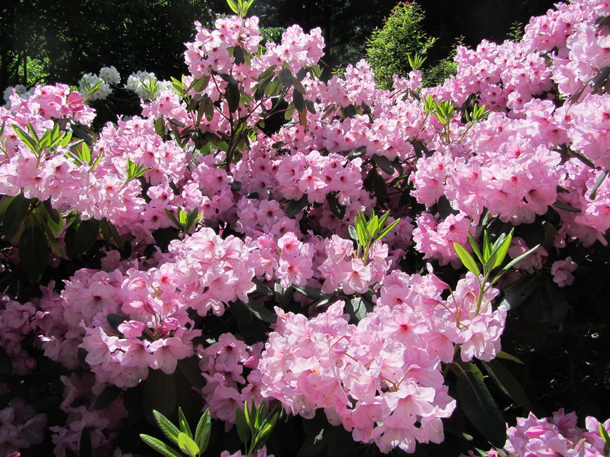 Rhododendron R. 'America' x 'Our Best'