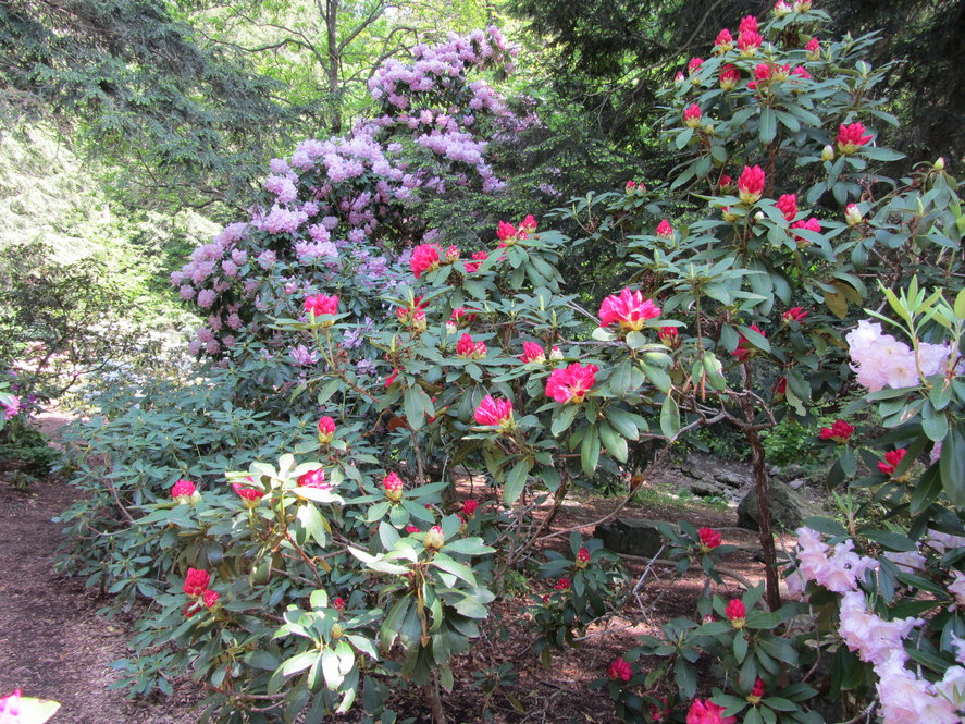 Rhododendron along Linda J. Davison Rhododendron Path.