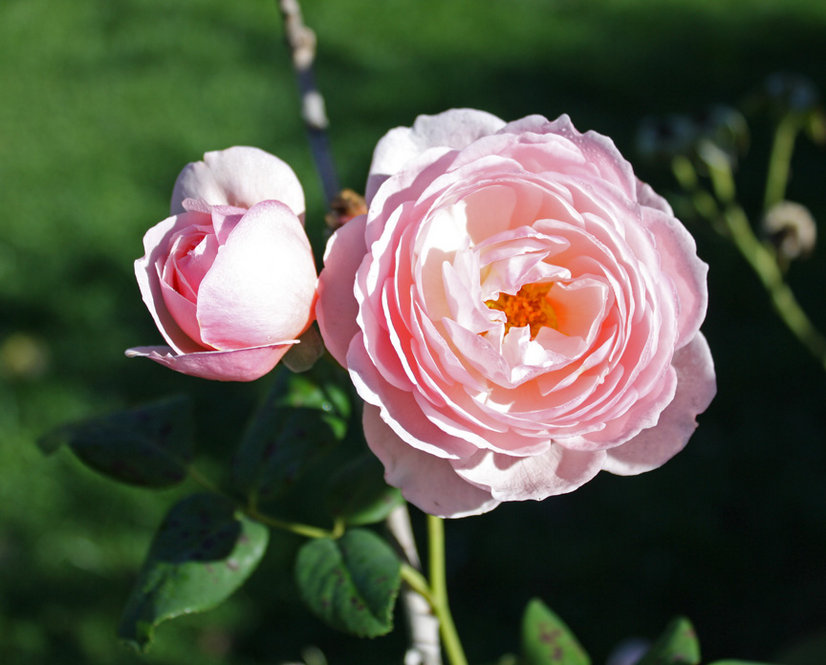 Pink english rose blossom