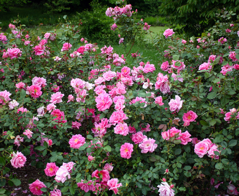 Pink rose bush