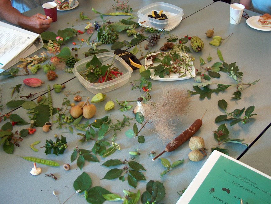 Volunteer training with fruits and leaves. Photographs by Jon Hetman, Nancy Sableski, Kevin Schofield, and Julie Warsowe.