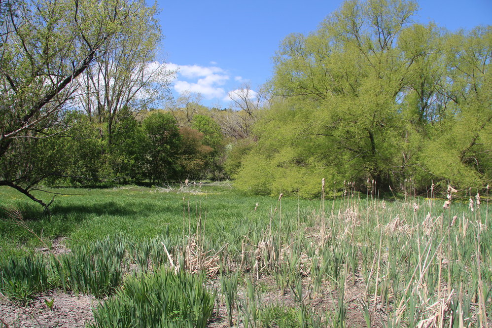 Willows in Bussey Brook Meadow, early spring