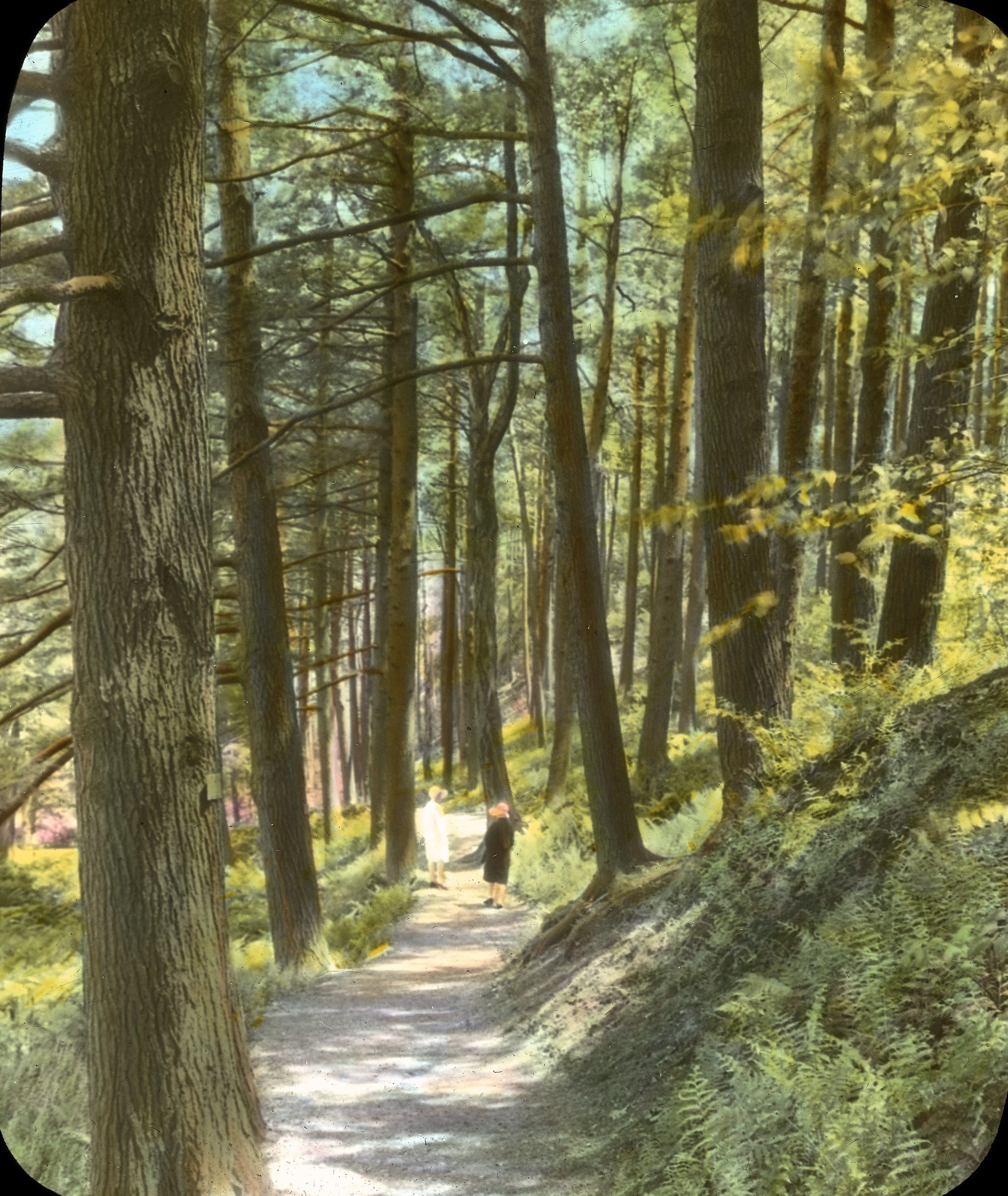 Arnold Arboretum Turns 150