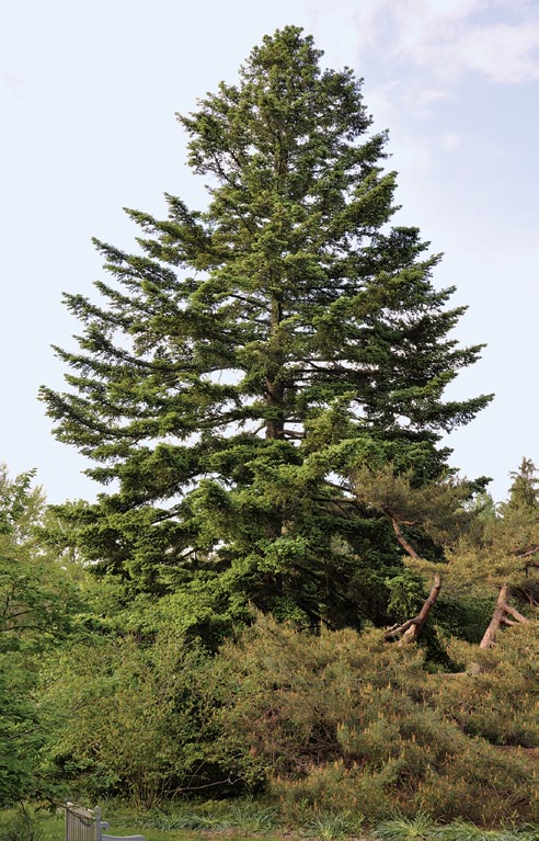 Manchurian Fir: Abies holophylla - Arnold Arboretum | Arnold Arboretum