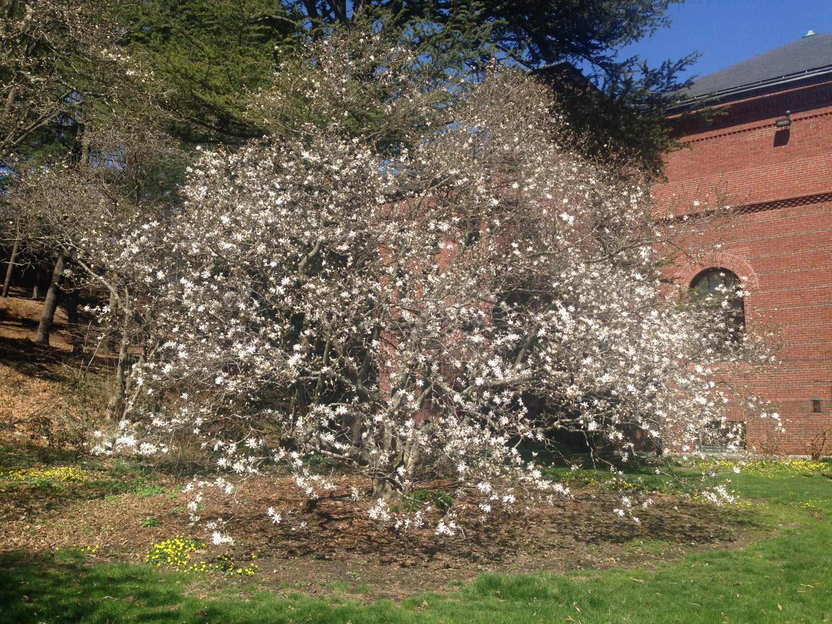 Accession 393-2008-A. Scientific Name Magnolia stellata. Photograph by Larissa Glasser. ©2017, President and Fellows of Harvard College; all rights reserved.