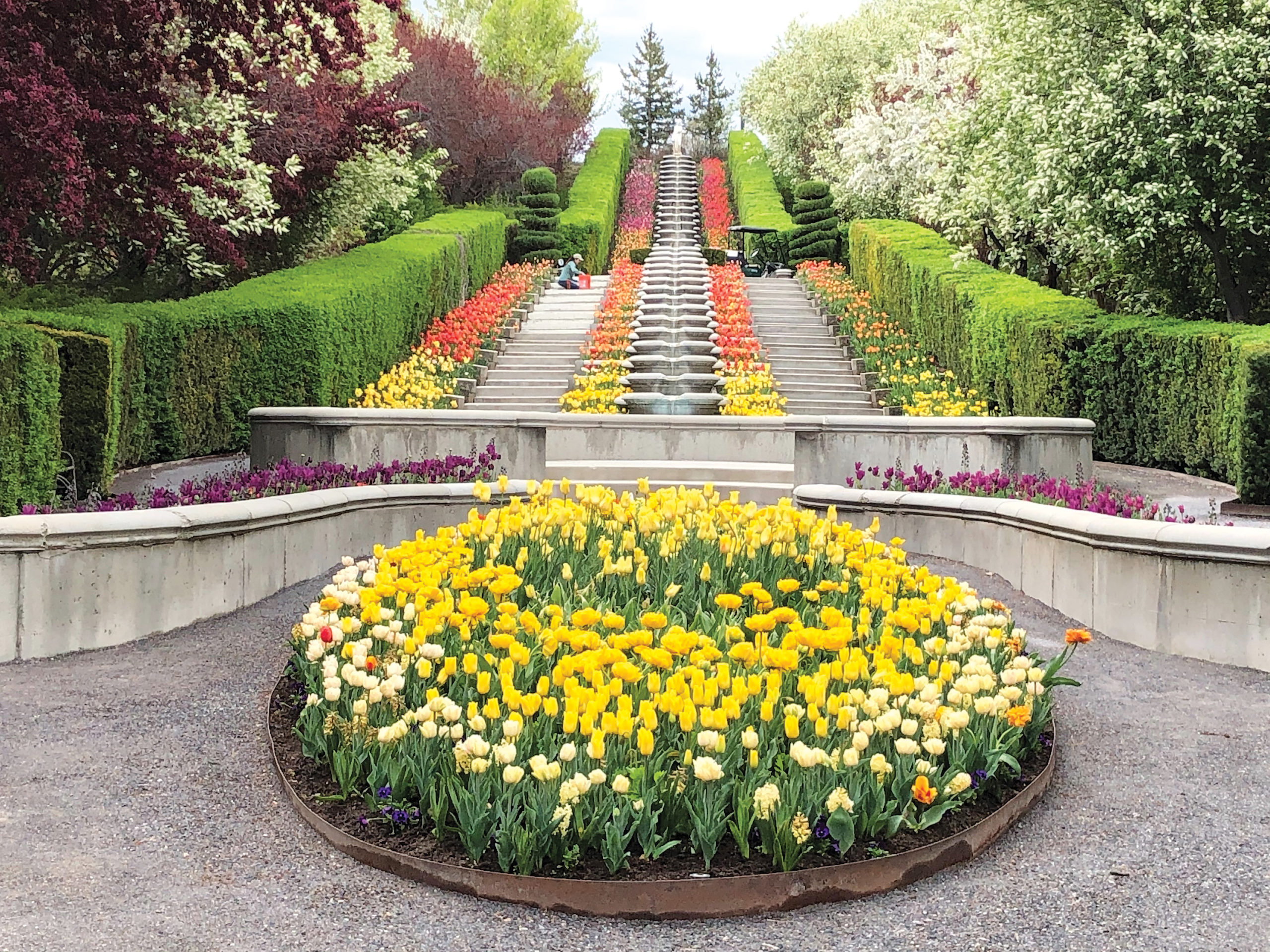 Dramatic tulip display with horticulturist working in distance