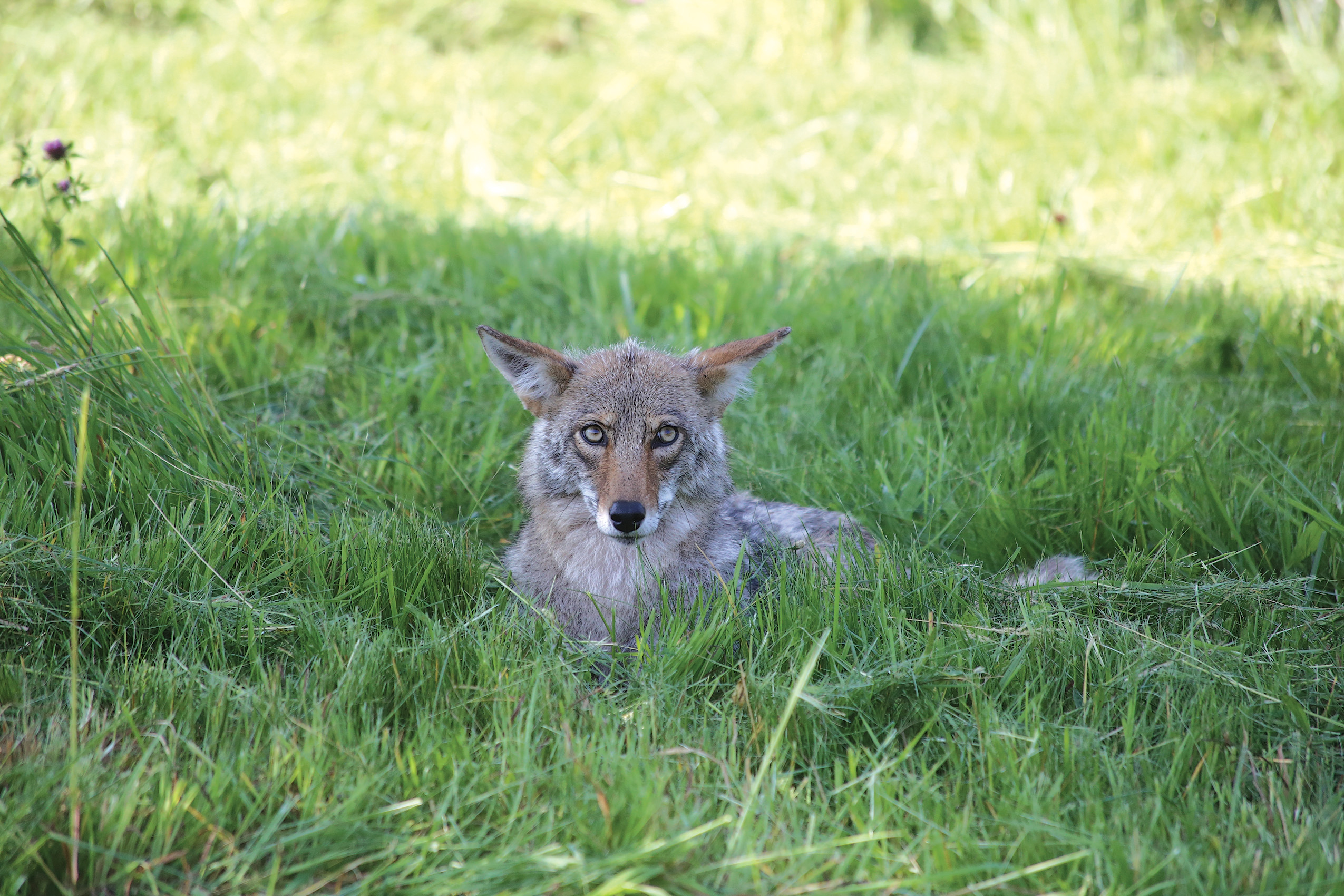 Coyote sitting in grass