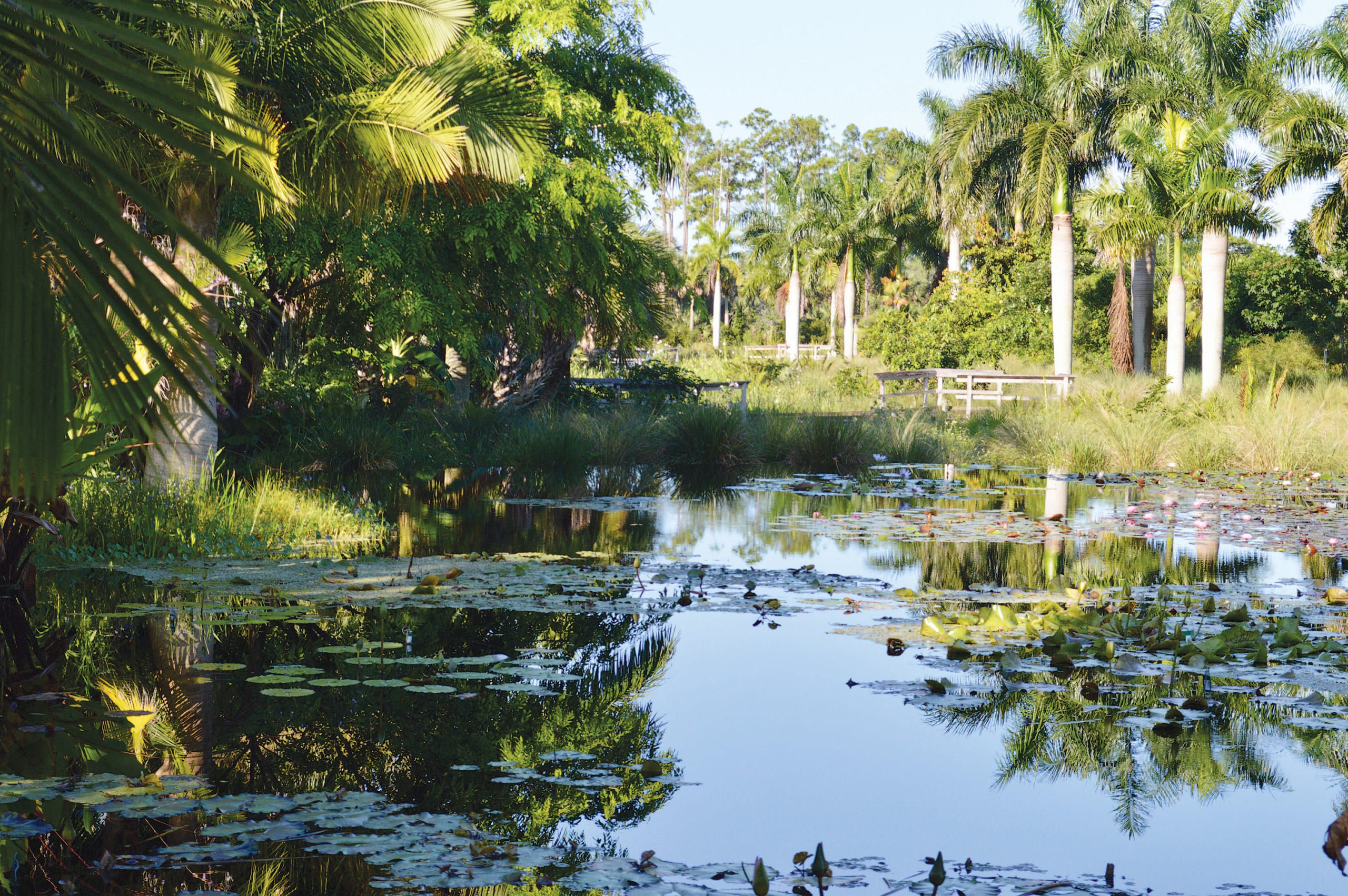 Tranquil view over Floridian water garden