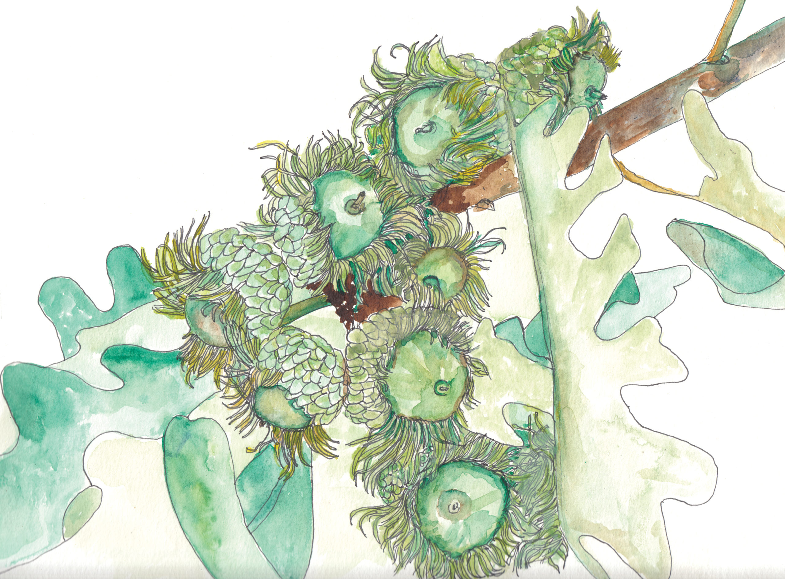 Watercolor and ink illustration of bur oak acorns
