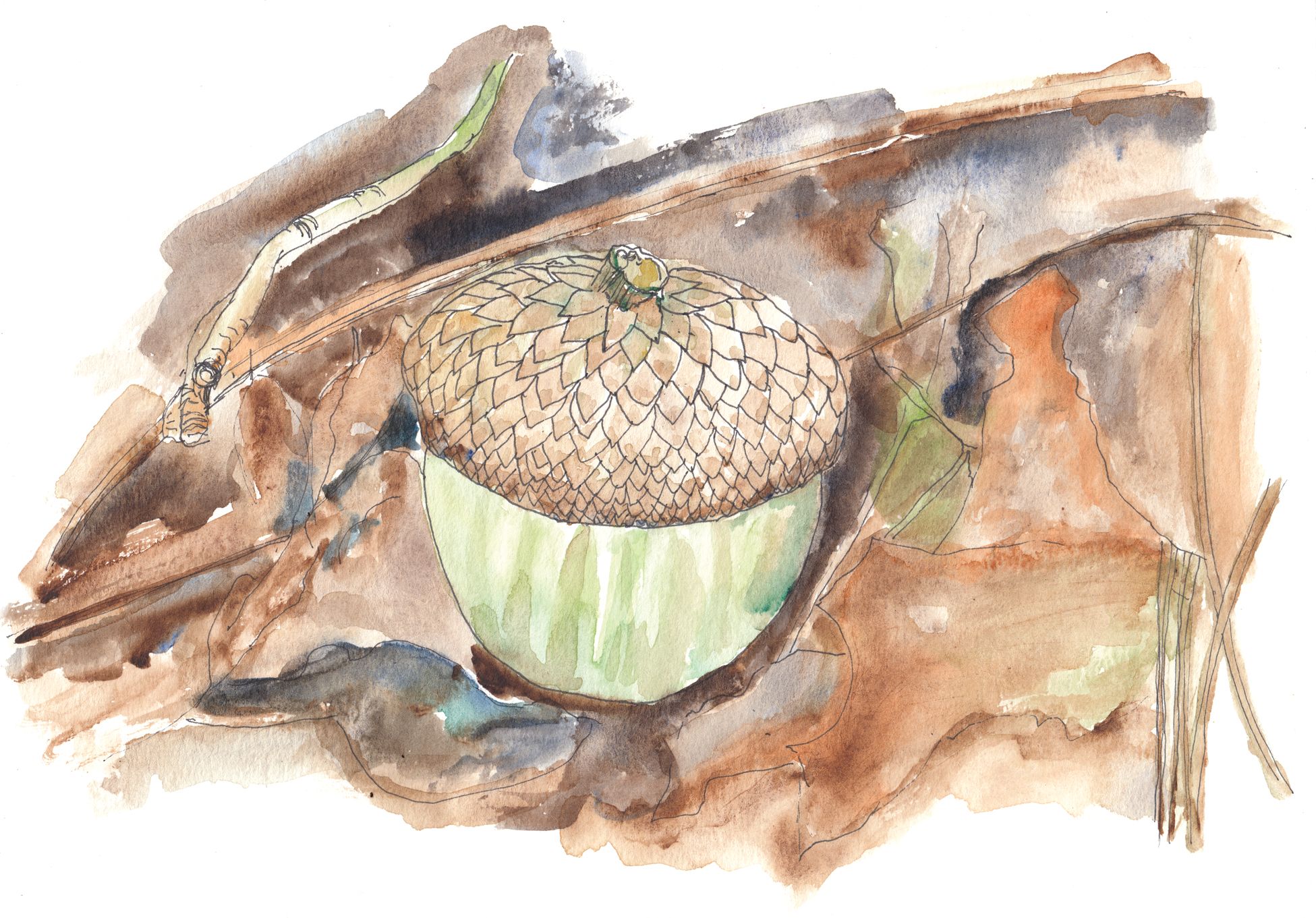 Watercolor and ink illustration of acorn on ground