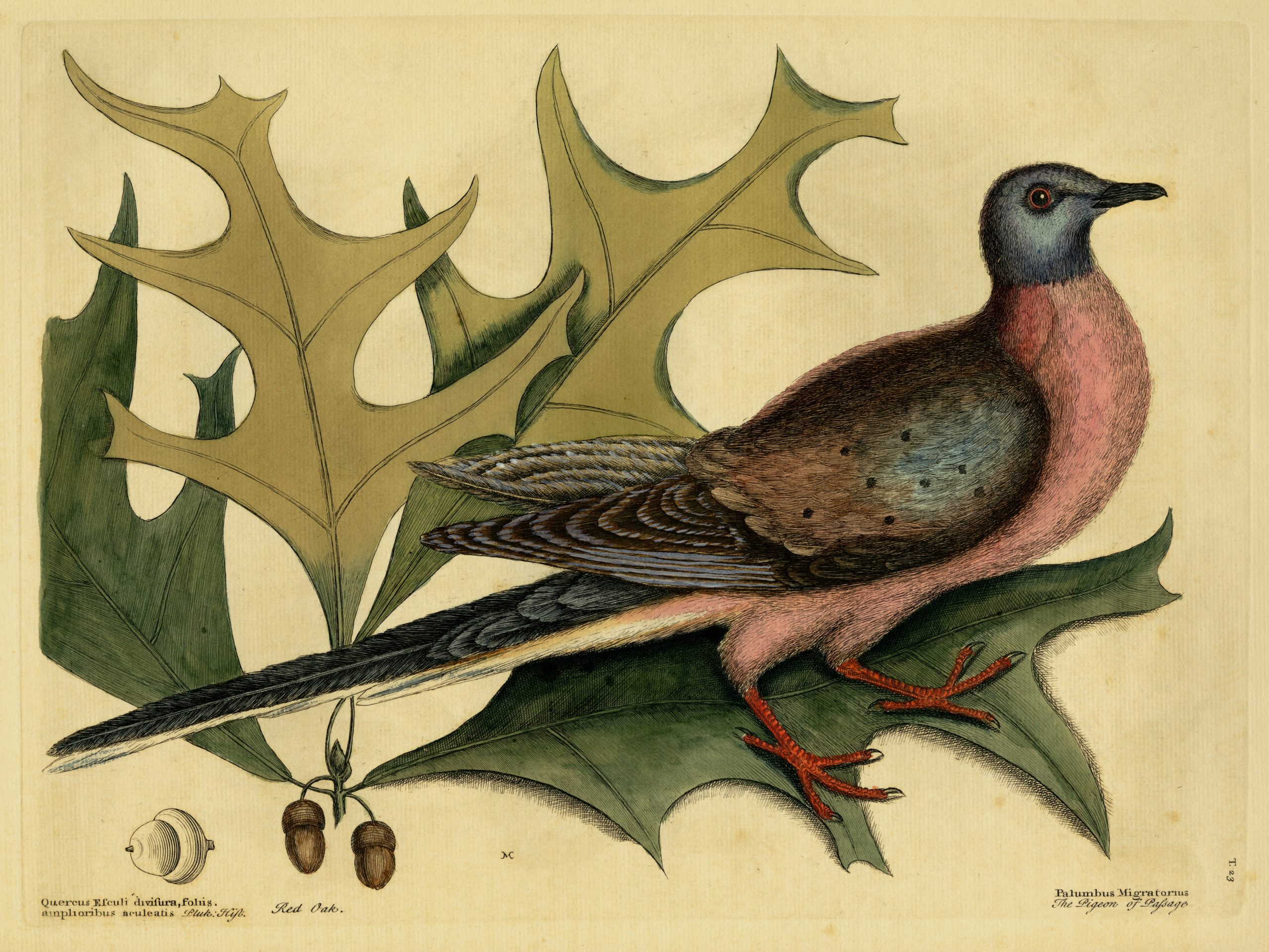 Botanical illustration of red oak leaves and a passenger pigeon from Mark Catesby's Natural History