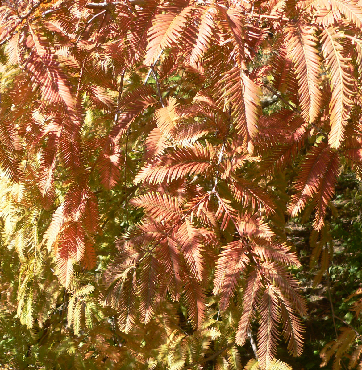 Dawn Redwood Metasequoia glyptostroboides 524-48-Z