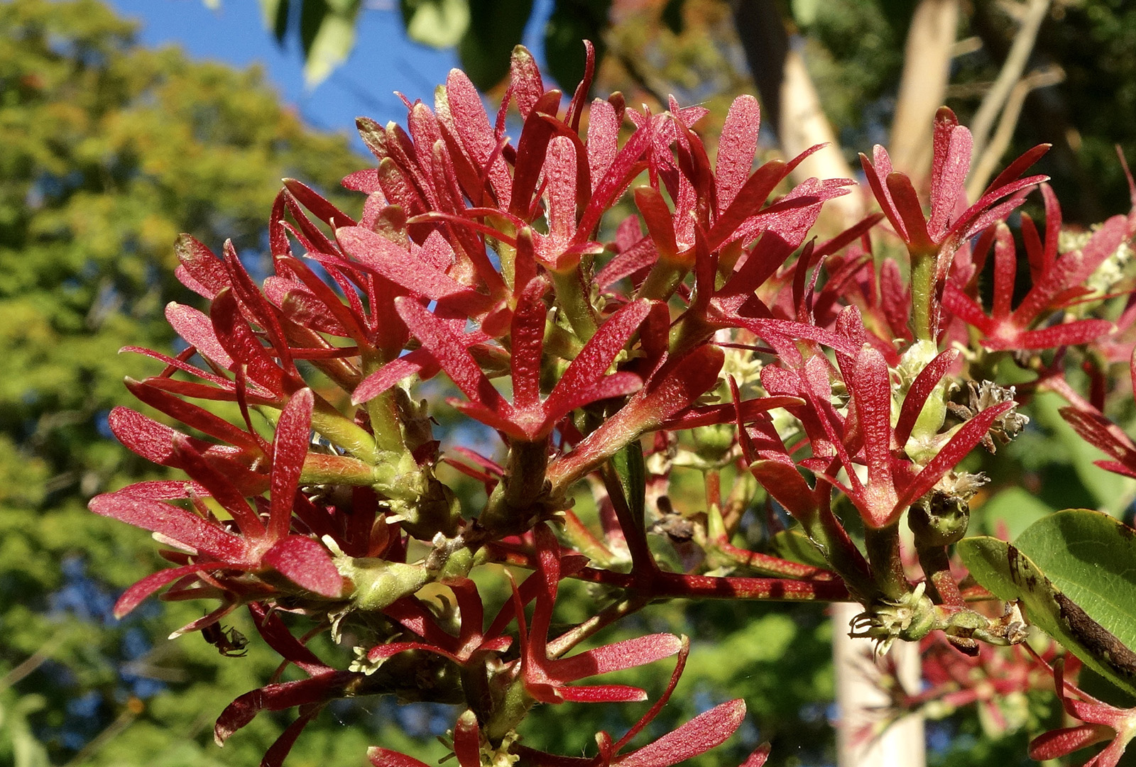 Heptacodium miconioides by Ned Friedman