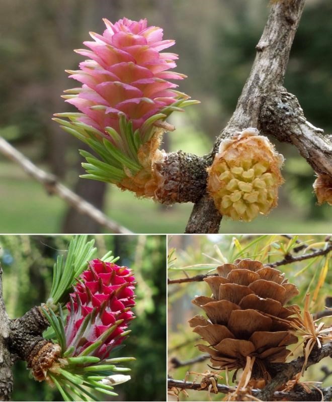 Larch Cones in Spring - Arnold Arboretum