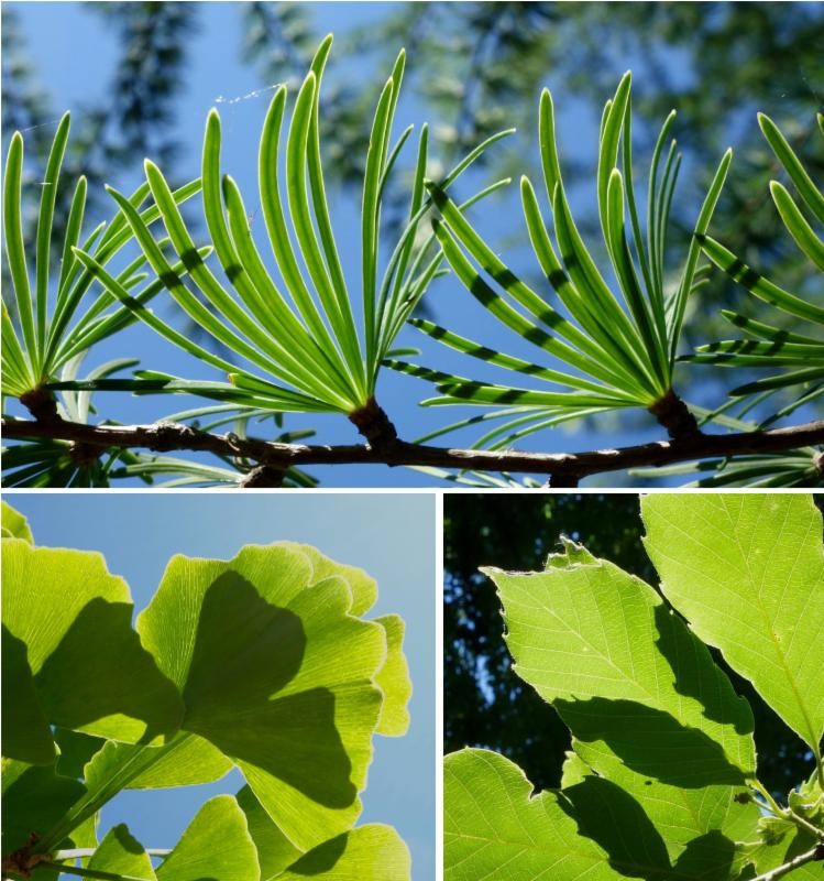 Short shoots of Pseudolarix amabilis (59-89*K), the golden larch