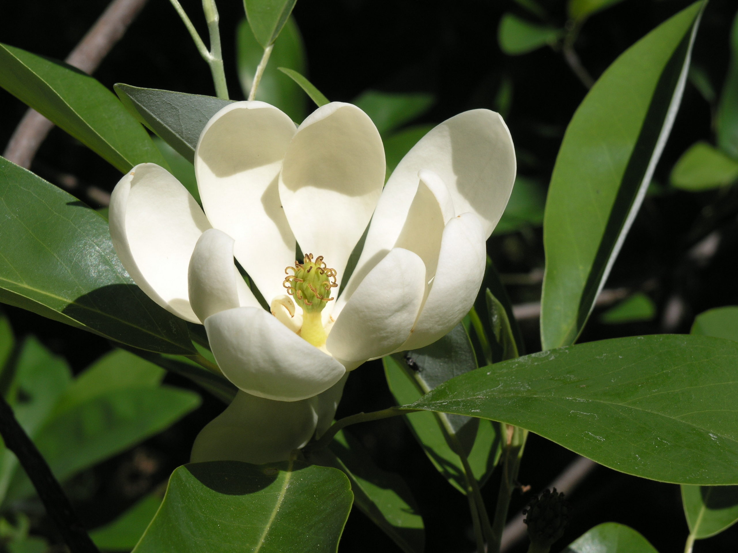 Magnolia virginiana in eastern North America and Cuba