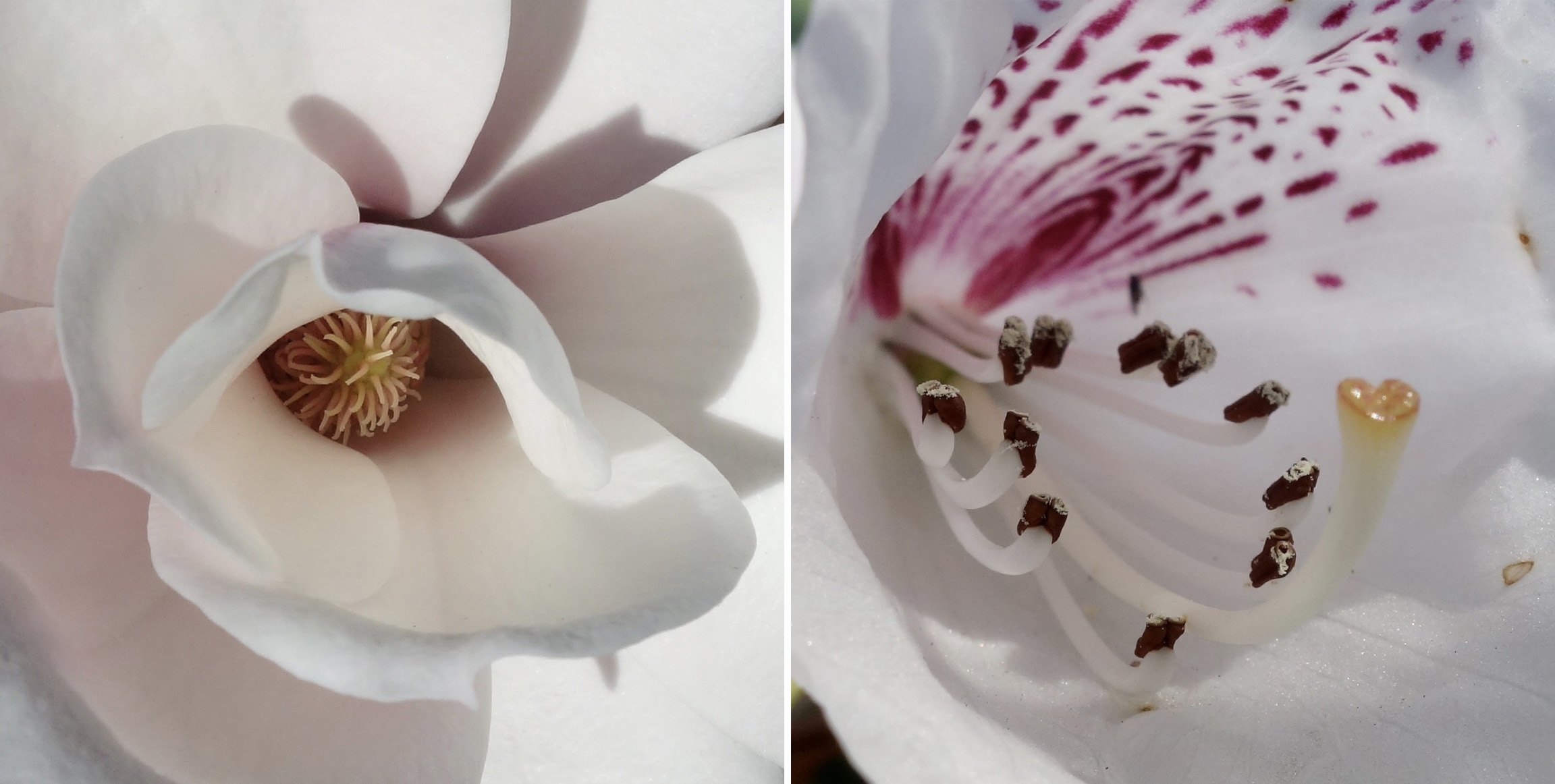 Magnolia sargentiana and Rhododendron praevernum