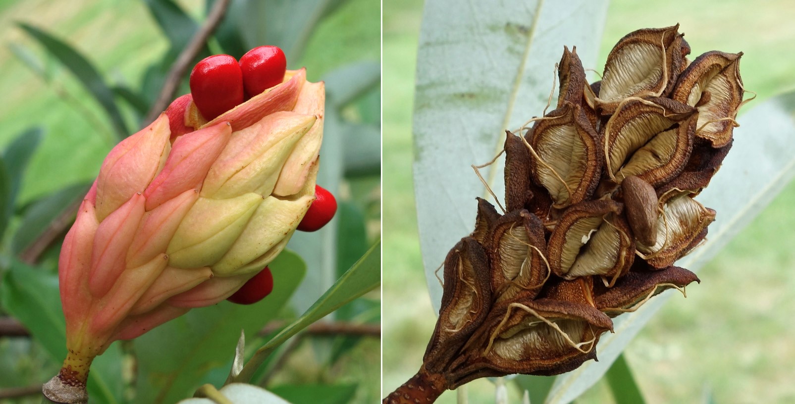 Magnolia Seed Dispersal