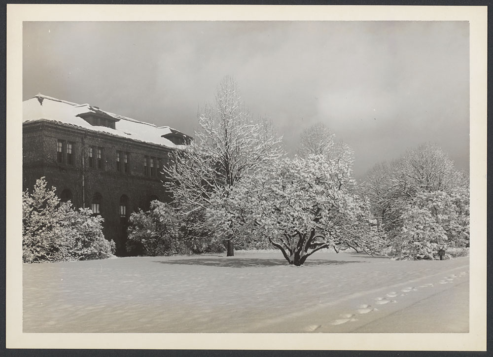 Snow Scenes, winter, magnolias, 1952. Photographer unknown. ©2003, President and Fellows of Harvard College; all rights reserved.