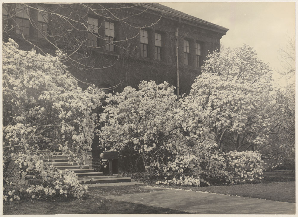 Hunnewell Building, spring, magnolias, 1955. Photographer unknown. ©2003, President and Fellows of Harvard College; all rights reserved.