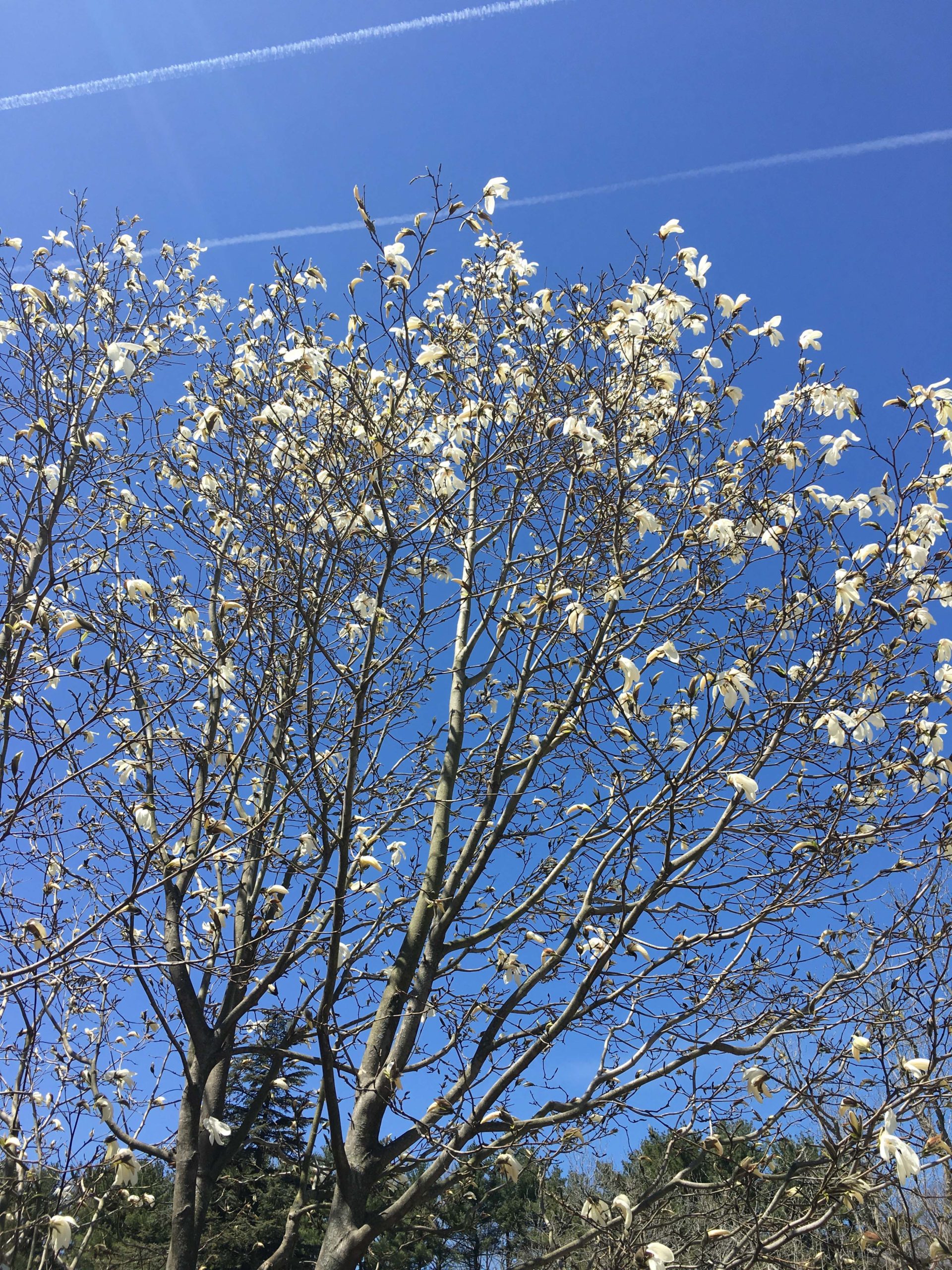 Magnolia salicifolia 'Wada's Memory'