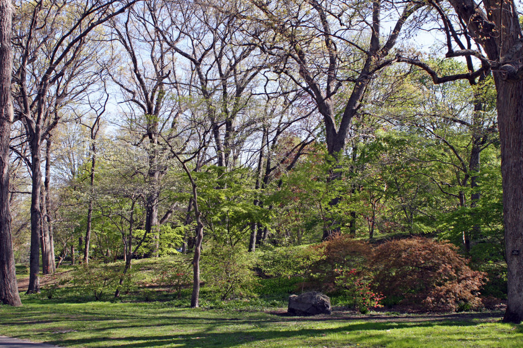 Maple collection on Meadow Road