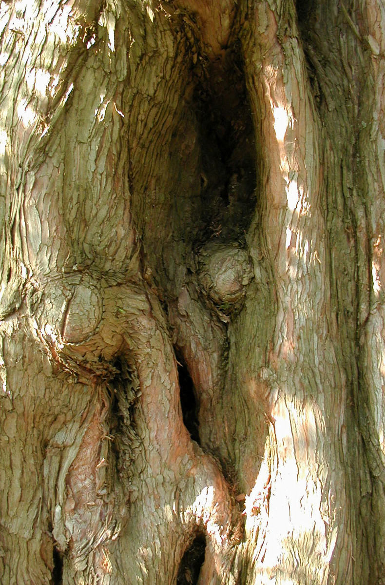 Metasequoia Bark. July 7, 2003.