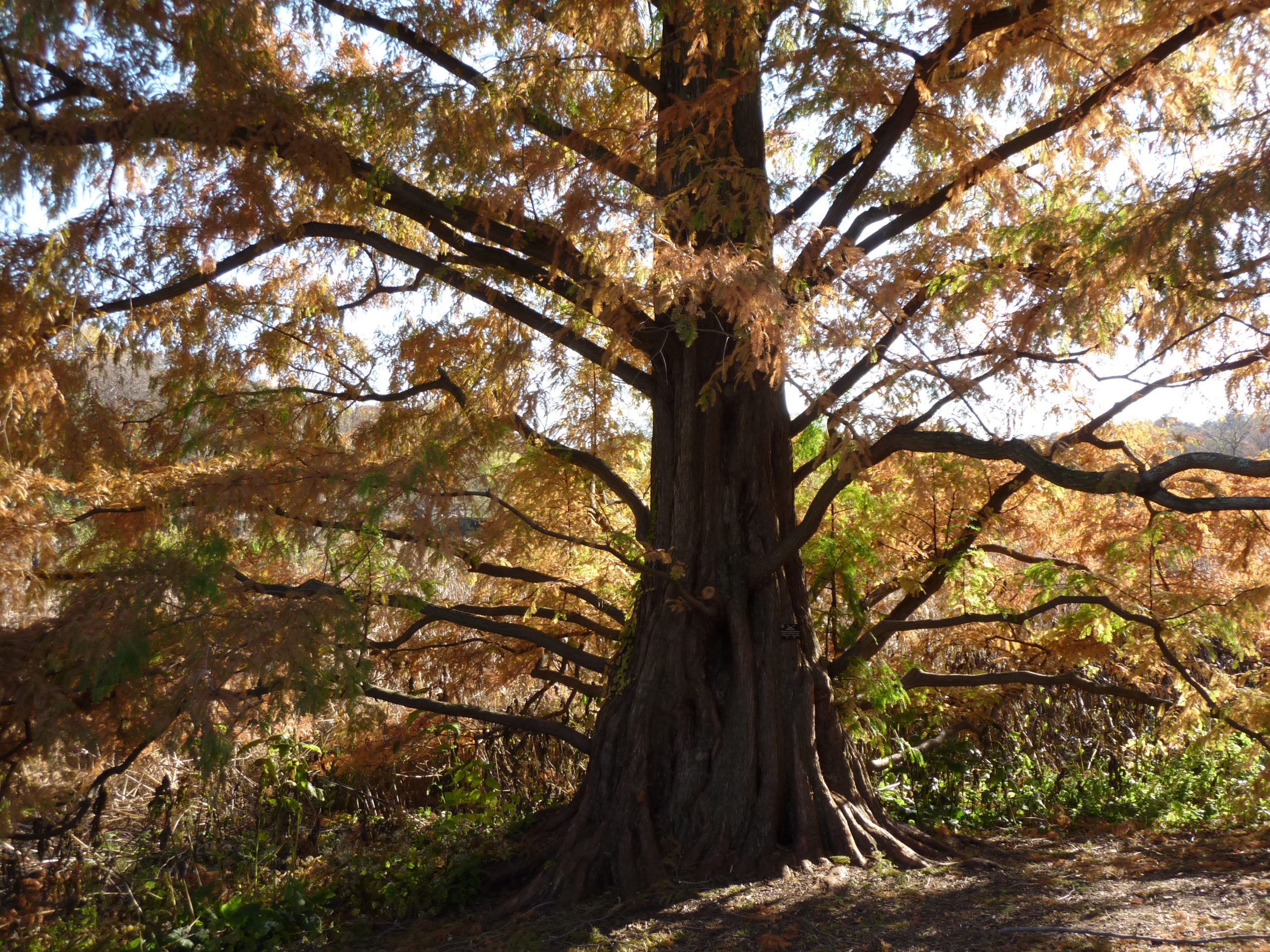 Dawn redwood, Metasequoia glyptostroboides, in the fall.