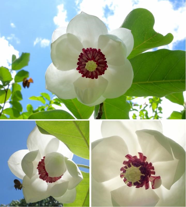 Oyama Magnolia