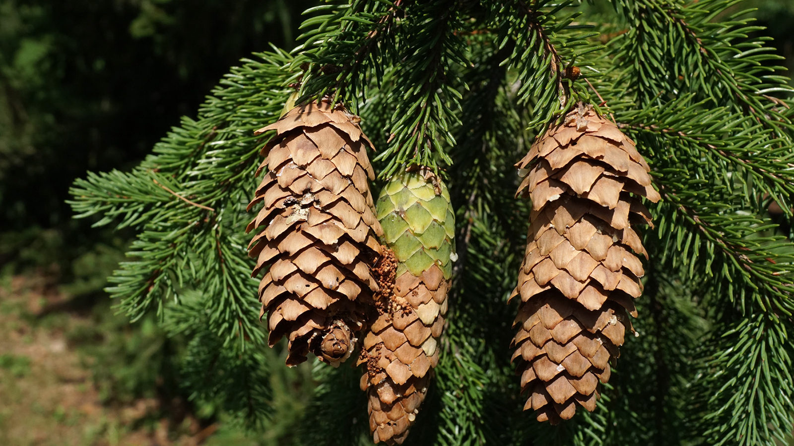 Norway Spruce Picea abies