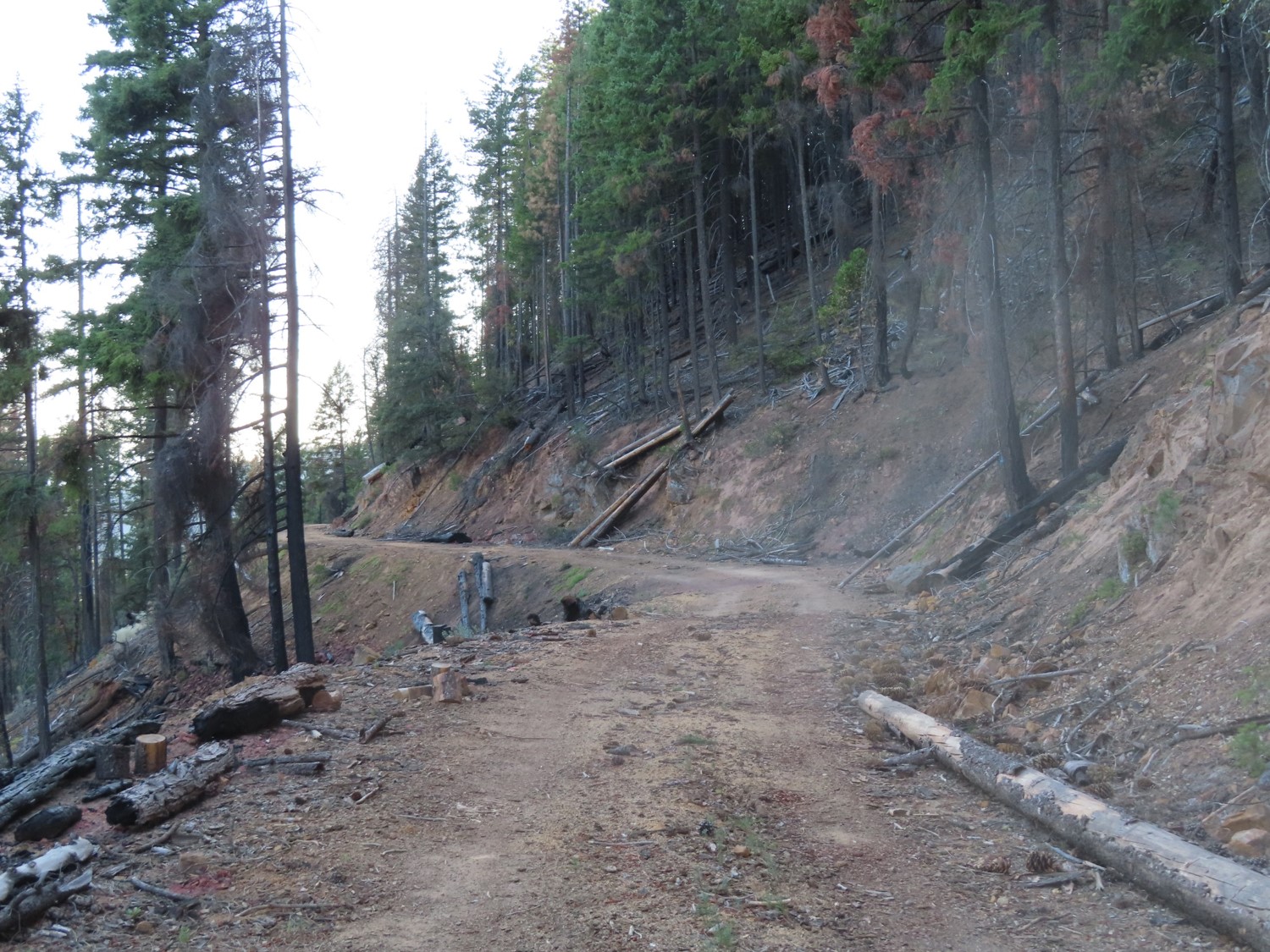 An Oregon logging road.