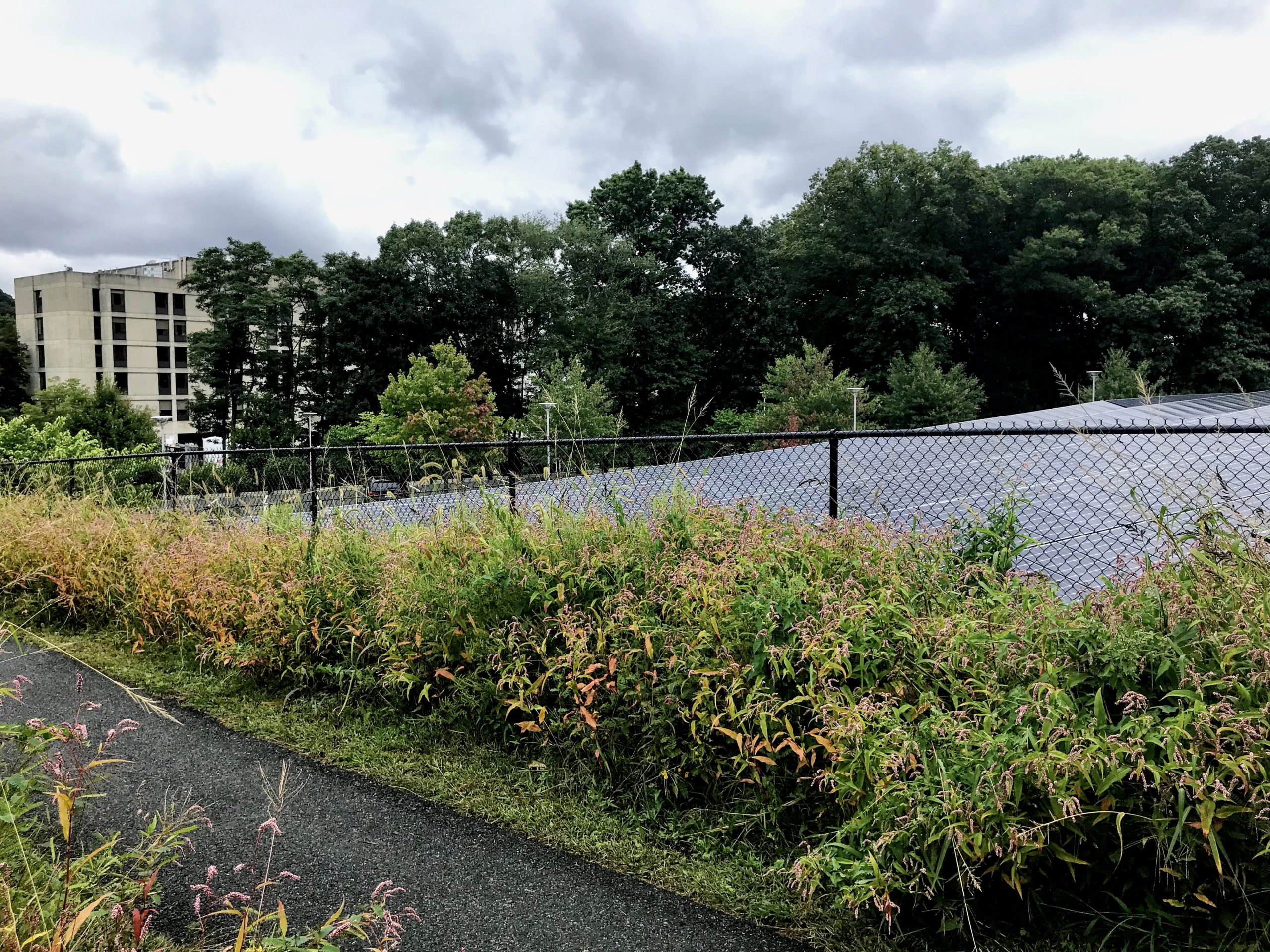 Solar Pollinator Meadow at Weld Hill