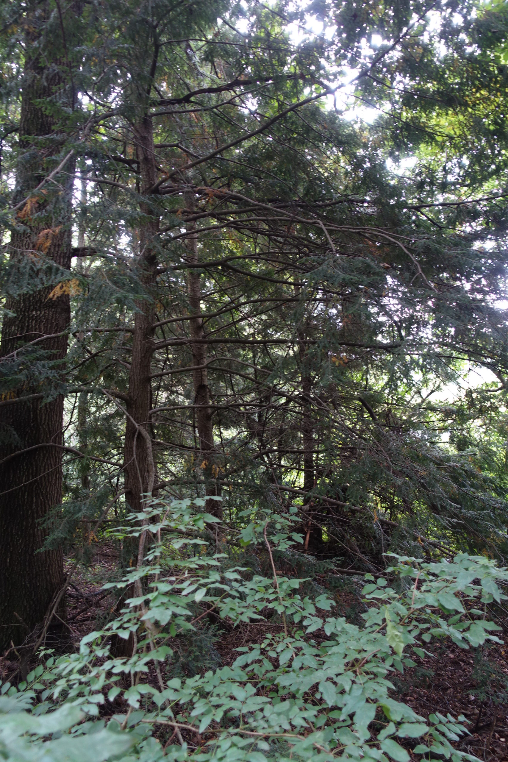 Tsuga canadensis (eastern hemlock) at Crooked Creek Preserve in Walworth County, Wisconsin.