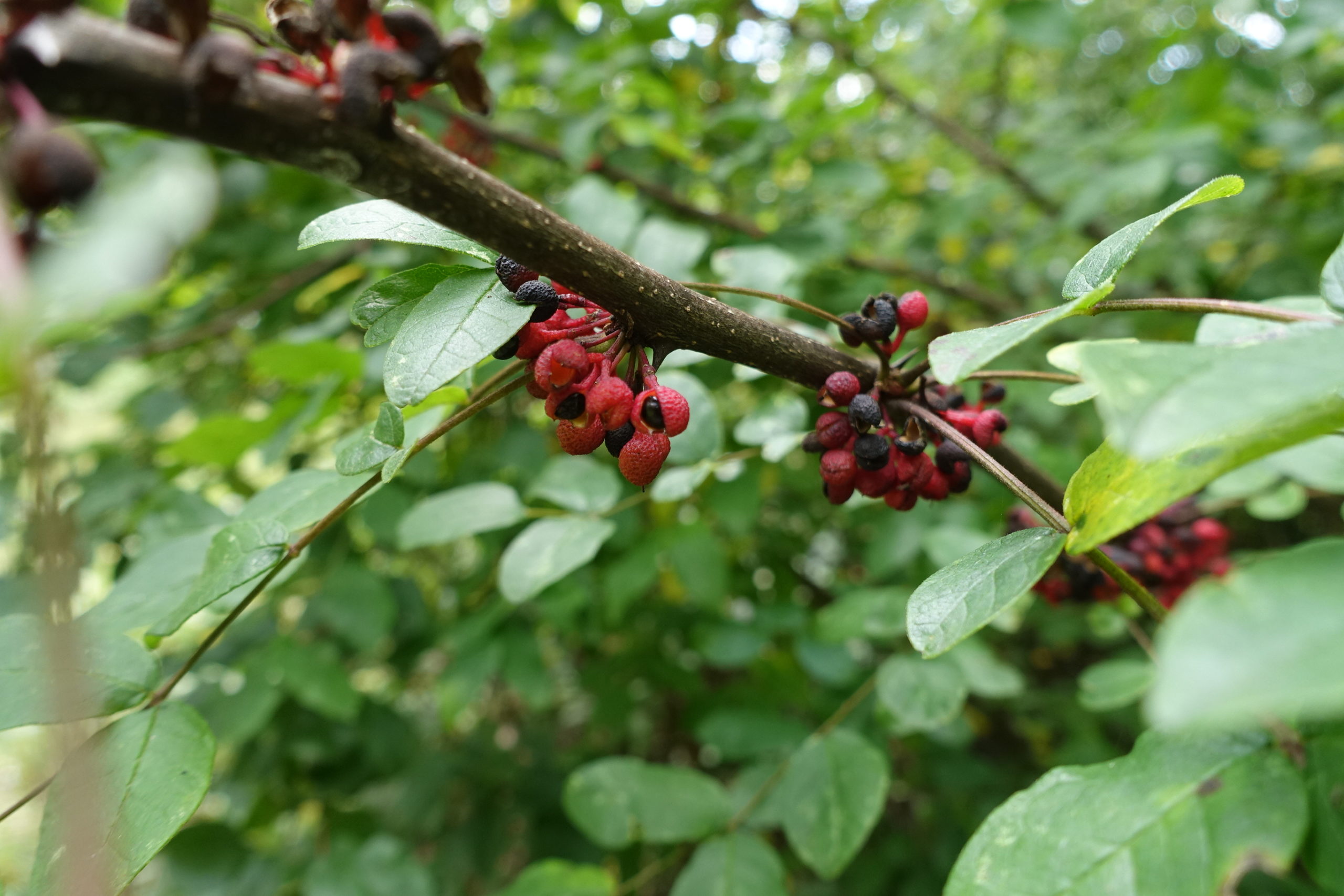 Fruit of Zanthoxylum americanum (pricky ash). Note the black seeds dehiscing from the vivid red follicles.