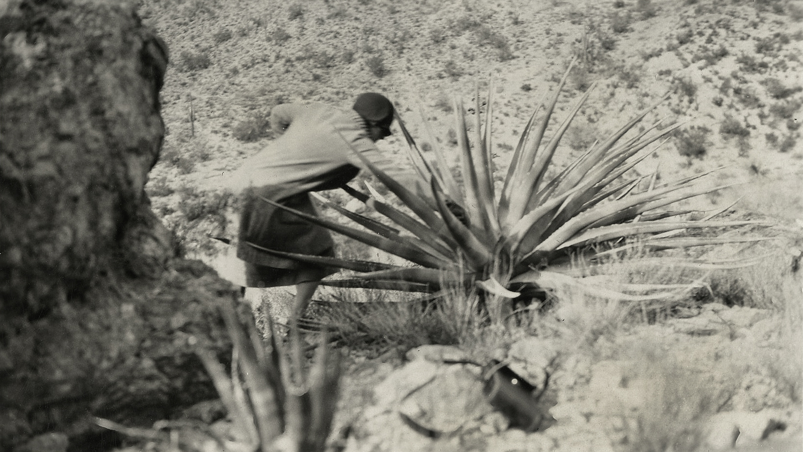 Susan McKelvey with Agave palmeri