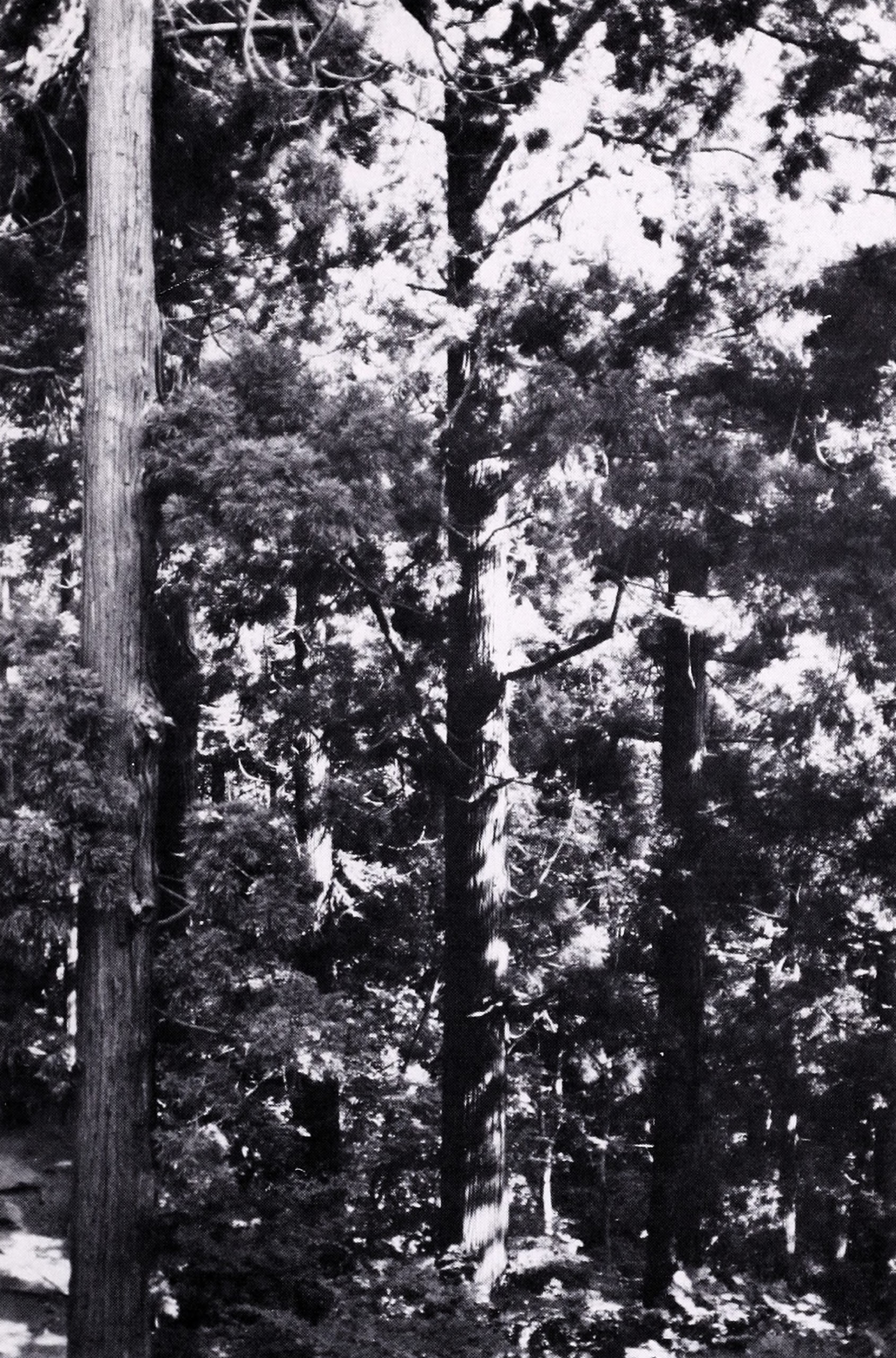 Black-and-white photogrpah of large tree trunks in forest