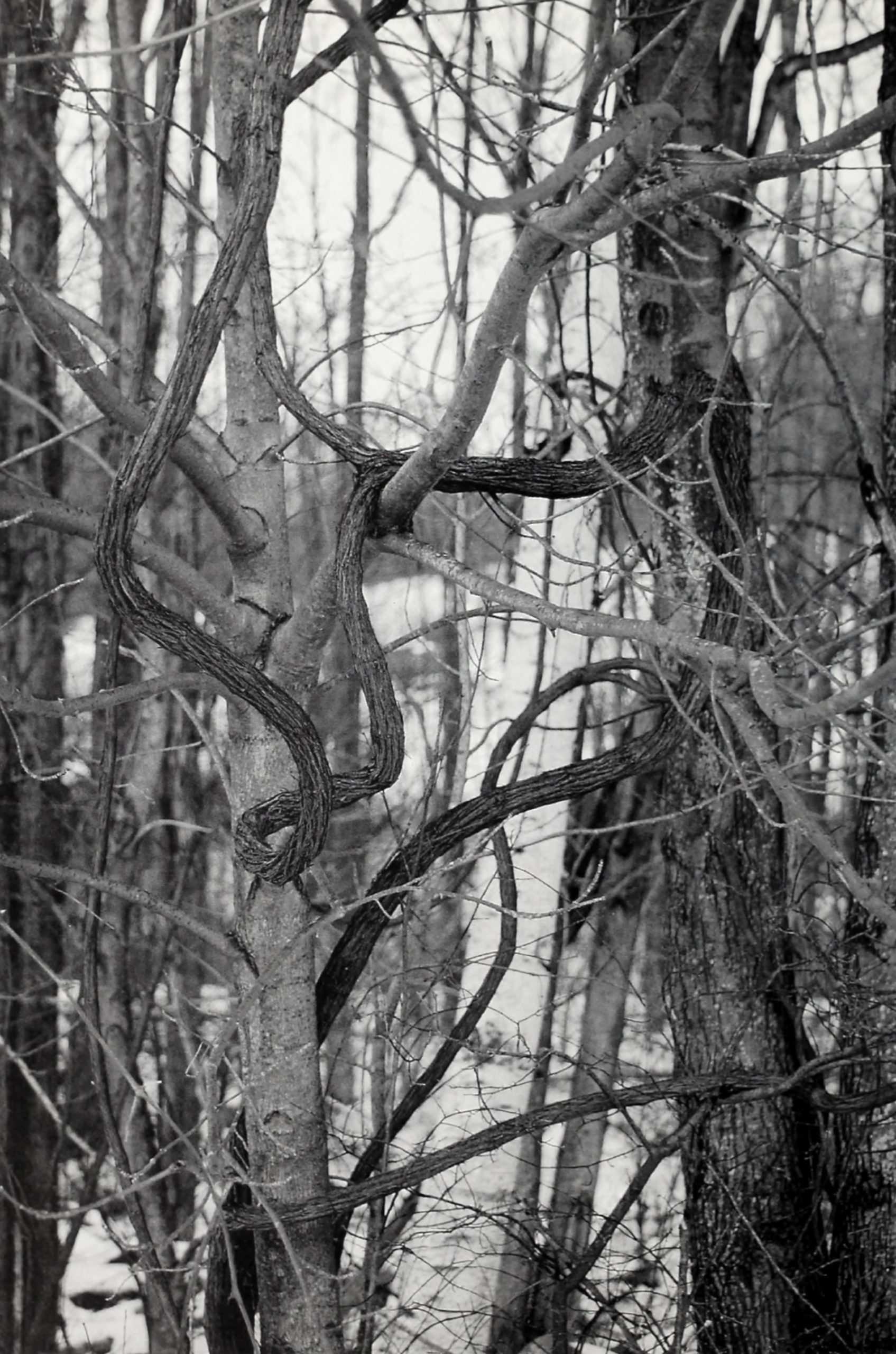 Black-and-white photograph of twining vines