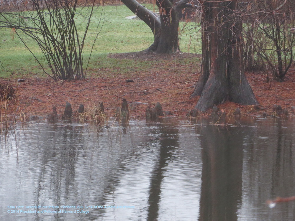 Bald cypress knees (Taxodium distichum ‘Pendens’ 806-52*A).