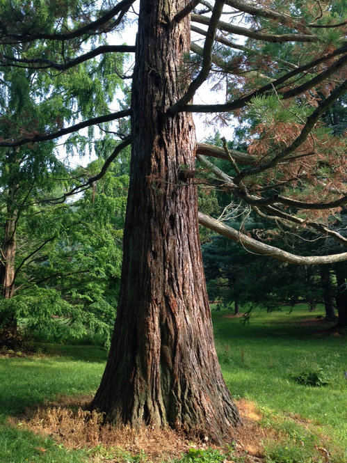 Giant Sequoia at Arnold Arboretum, 2015. Photograph by Larissa Glasser.