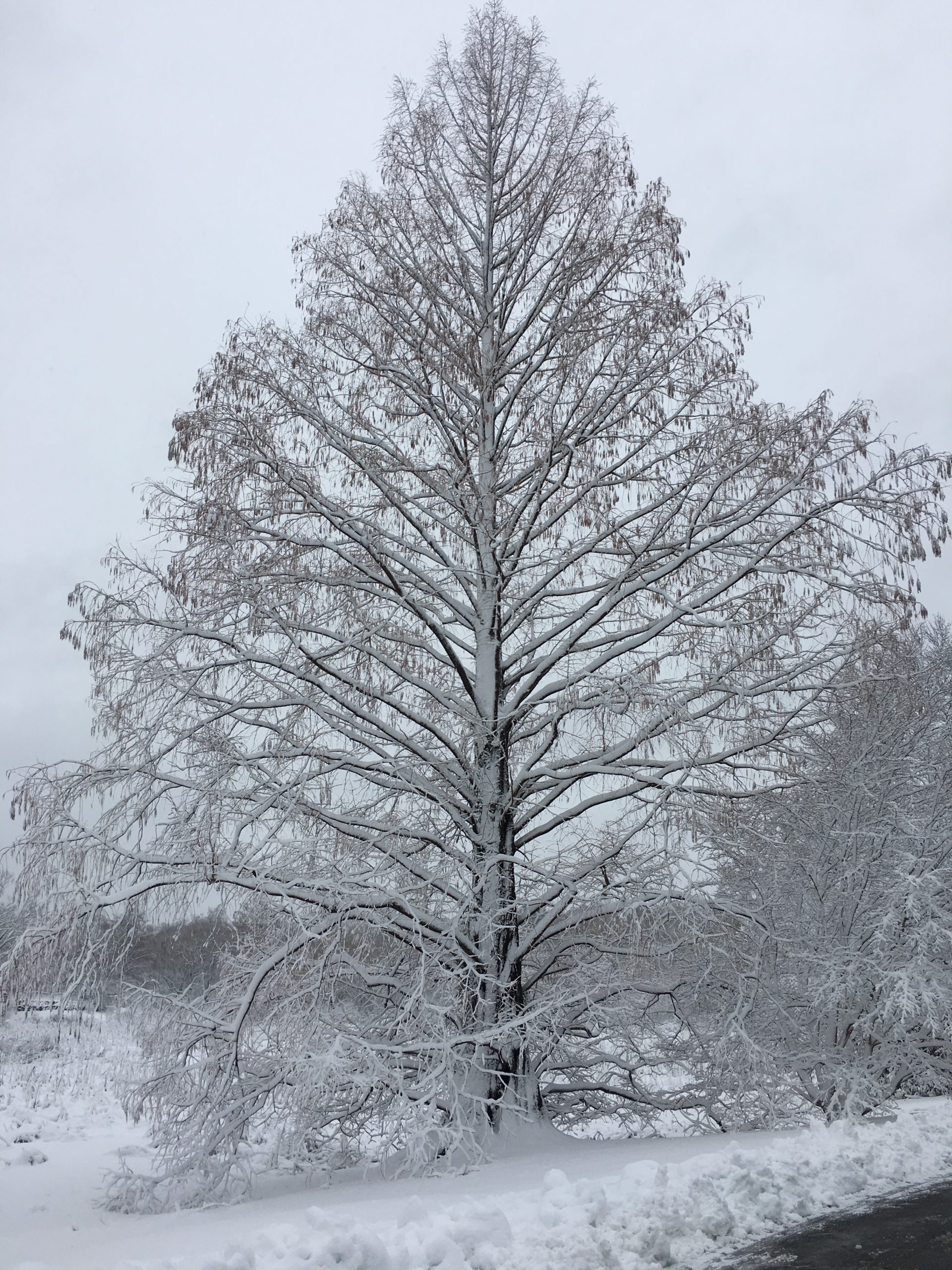 m glyptostroboides winter glasser 3-8-2018