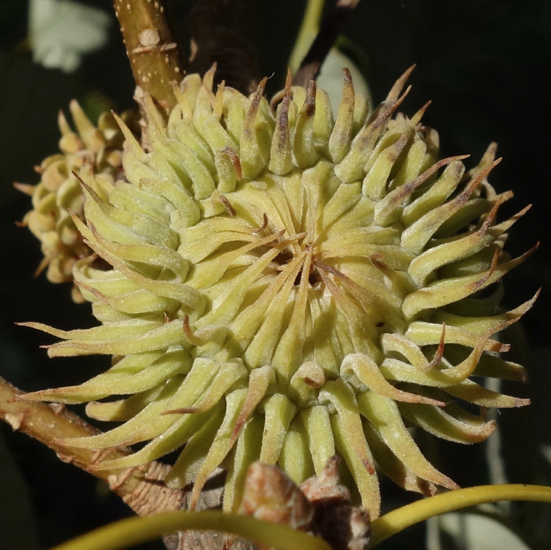 oriental oak acorn by William (Ned) Friedman