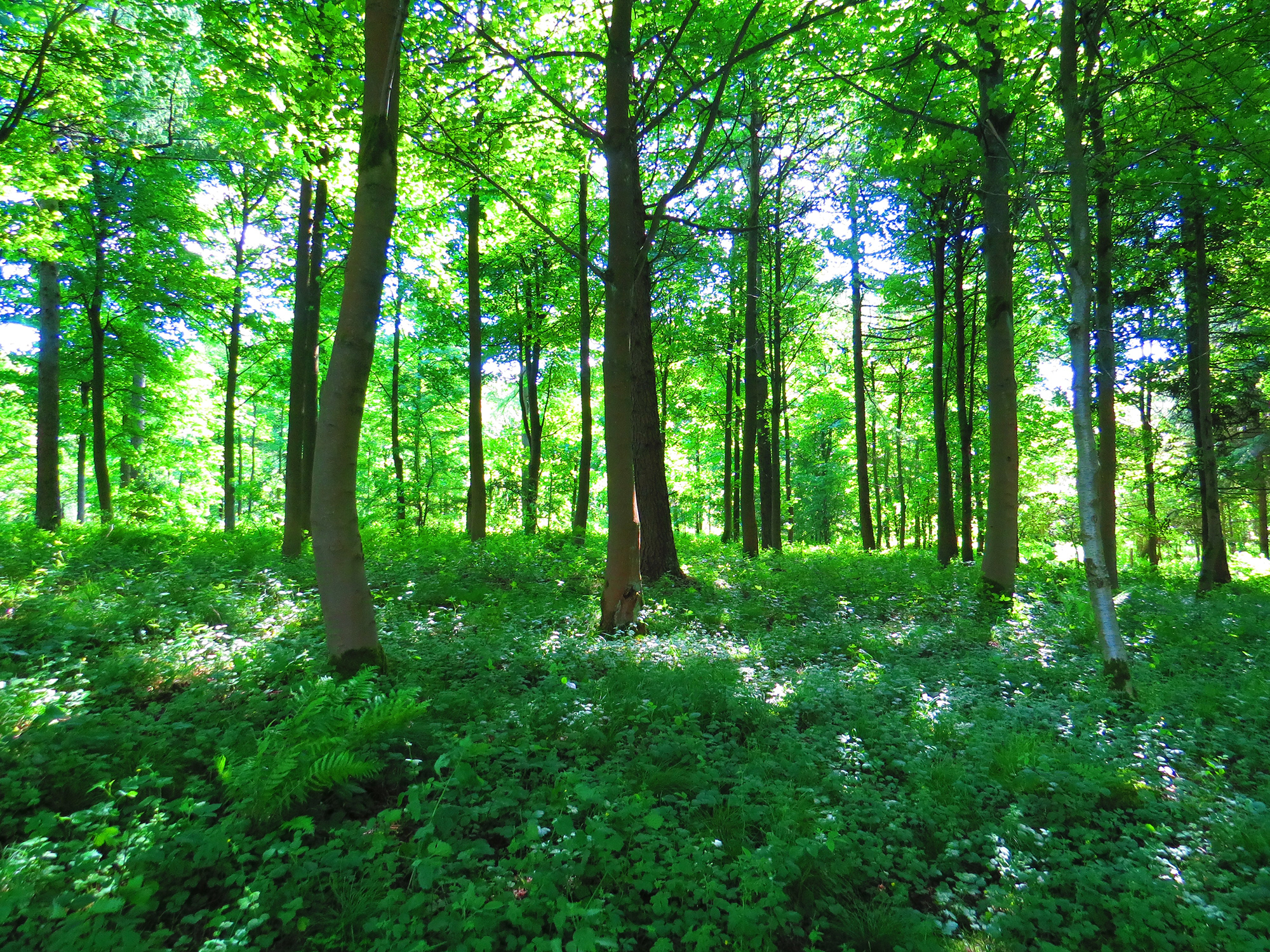 Forest with light shining through