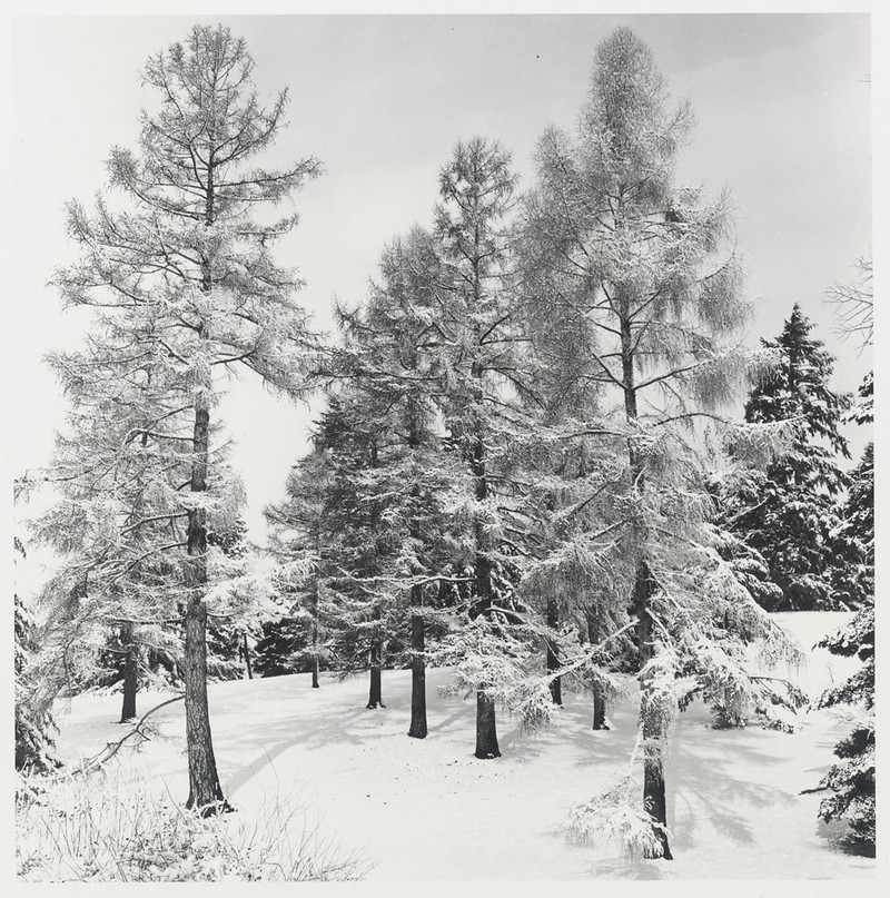 Photograph of larch trees in snow