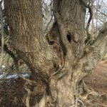 Acer rubrum 'Schlesingeri' Cultivar of Red Maple)