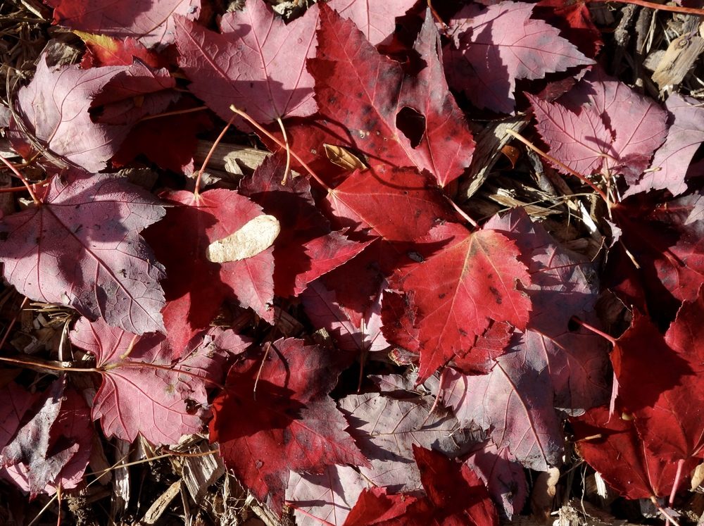 Acer rubrum 'Schlesingeri' Cultivar of Red Maple)