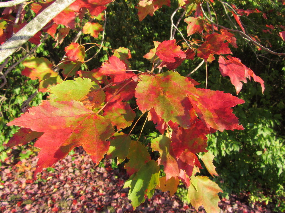 Acer rubrum 'Schlesingeri' Cultivar of Red Maple)