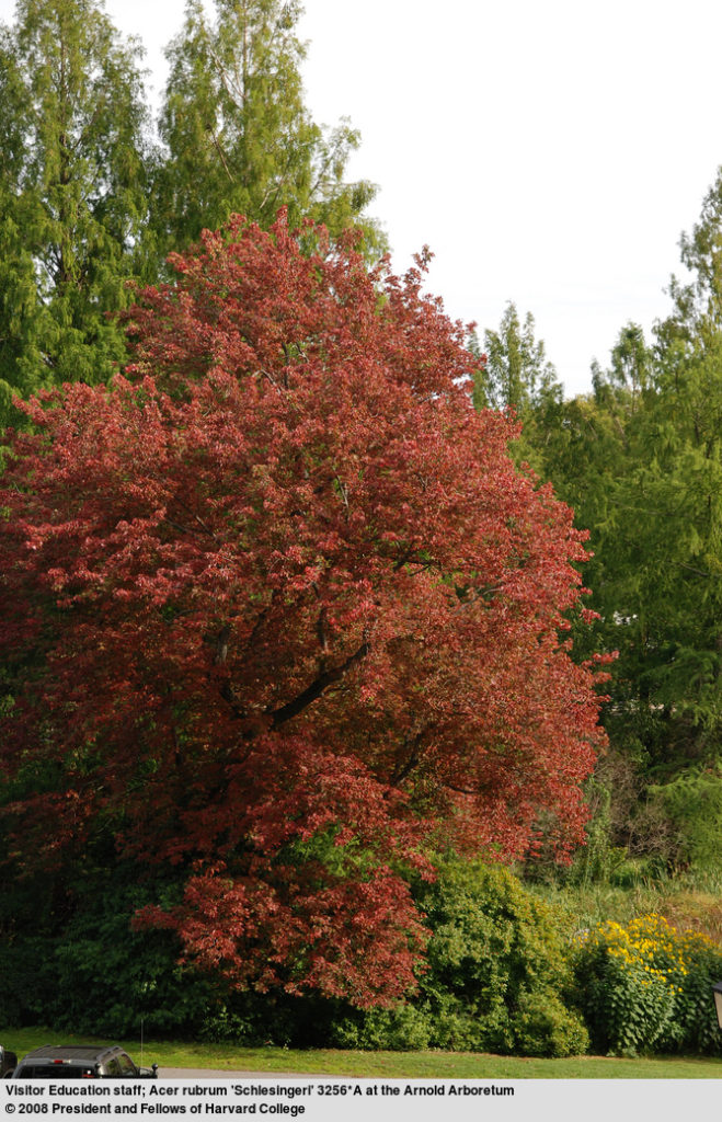 Acer rubrum 'Schlesingeri' Cultivar of Red Maple)