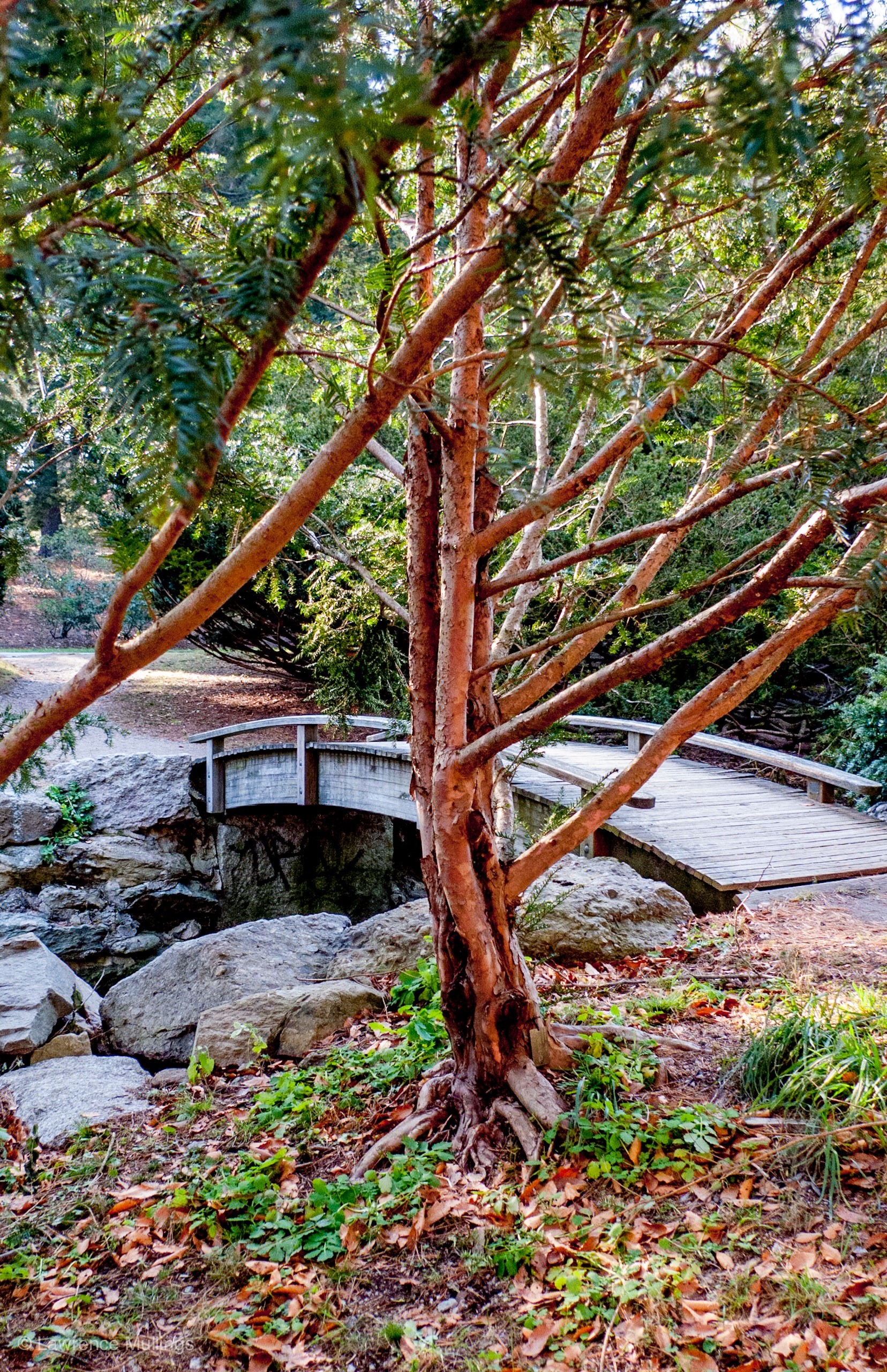 Tree and small arched bridge