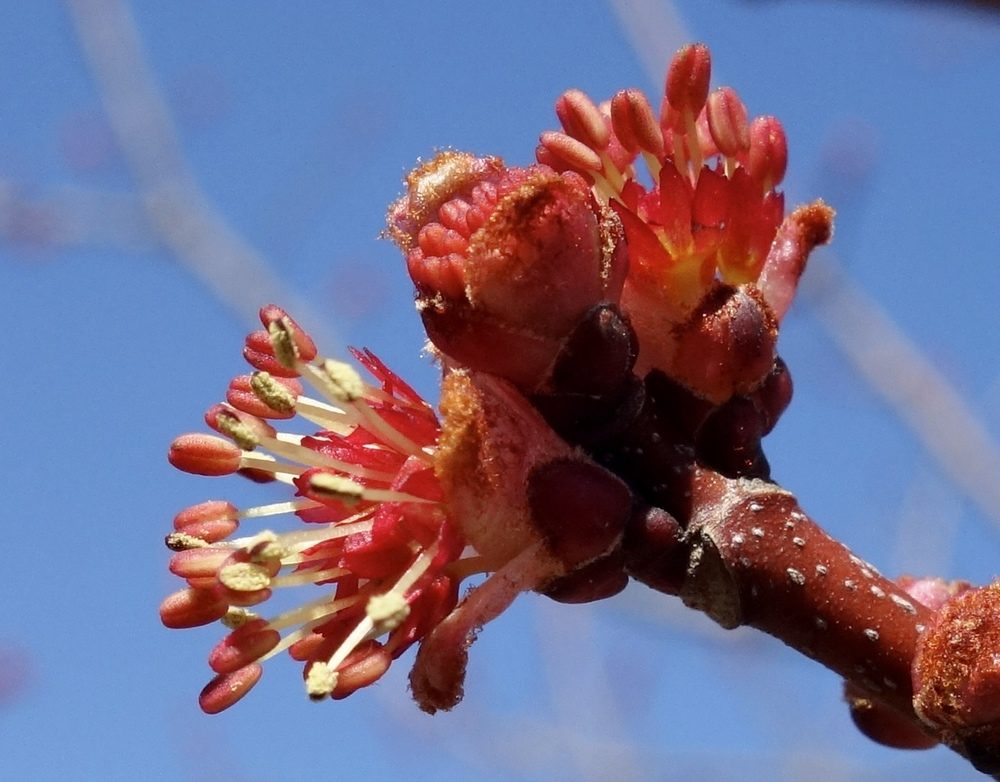 Acer rubrum 'Schlesingeri' Cultivar of Red Maple)